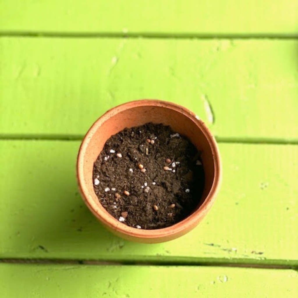 Cover them very lightly with a thin layer of potting soil  or peat moss.