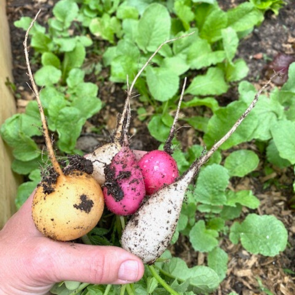 Eater egg radishes