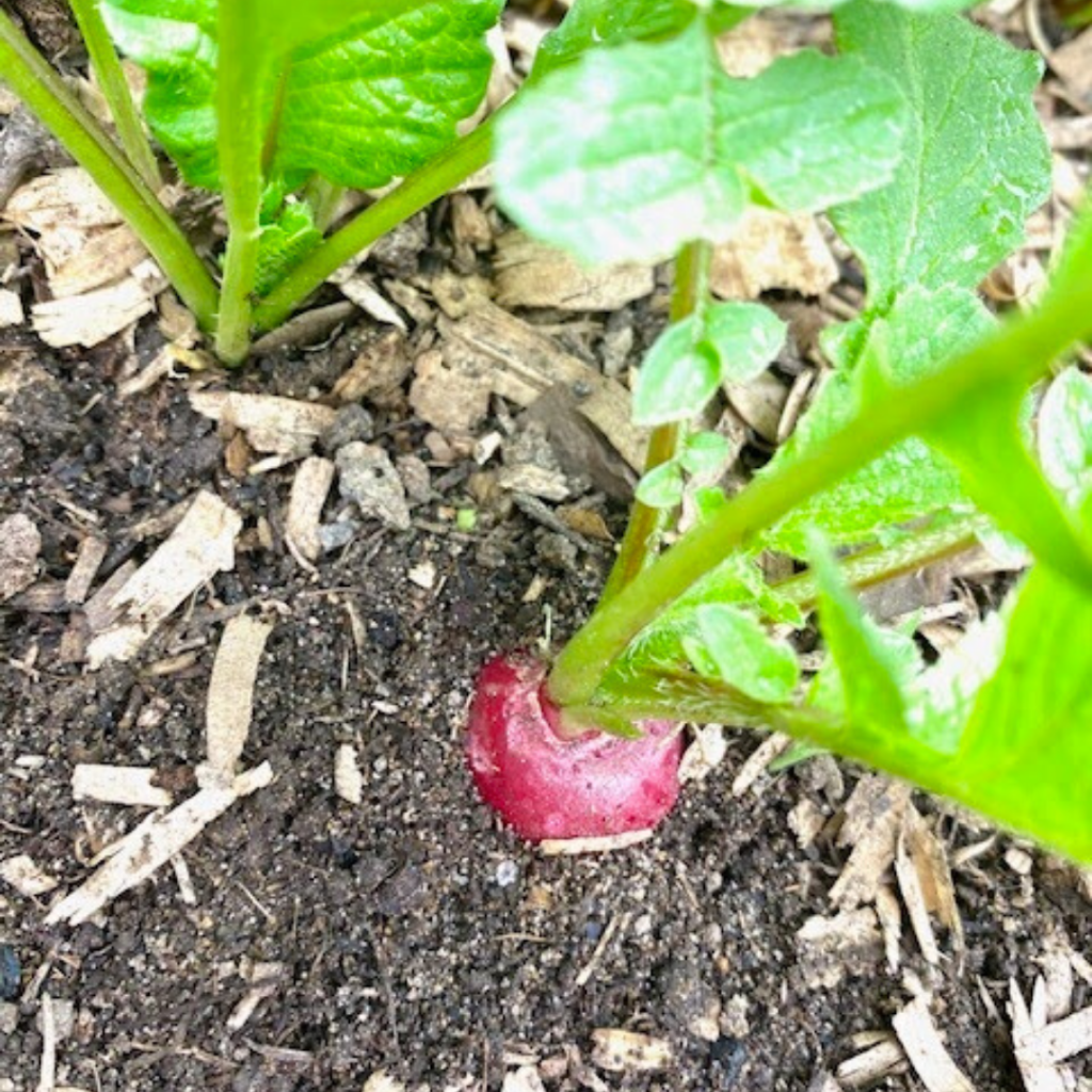 Radish in ground