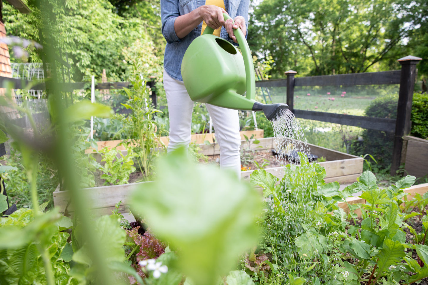 Home - Toni Farmer's Garden