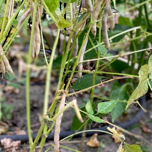 Saving Bean Seeds for Cooking and Replanting - Toni Farmer's Garden